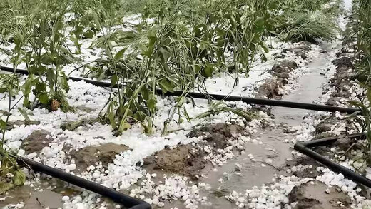 आंधी, बारिश और ओलावृष्टि से उत्तर भारत में तबाही, फसलों को भारी नुकसान